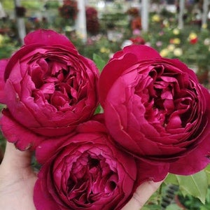 10 Red CLIMBING ROSE Rosa Bush Seeds HW94012