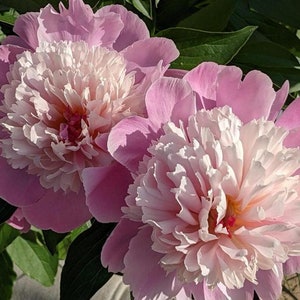 5  Peony Flower Seeds BW991010-1