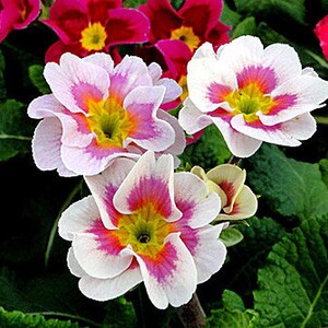 20 Primula Vulgaris Flower Seeds BW91055-61