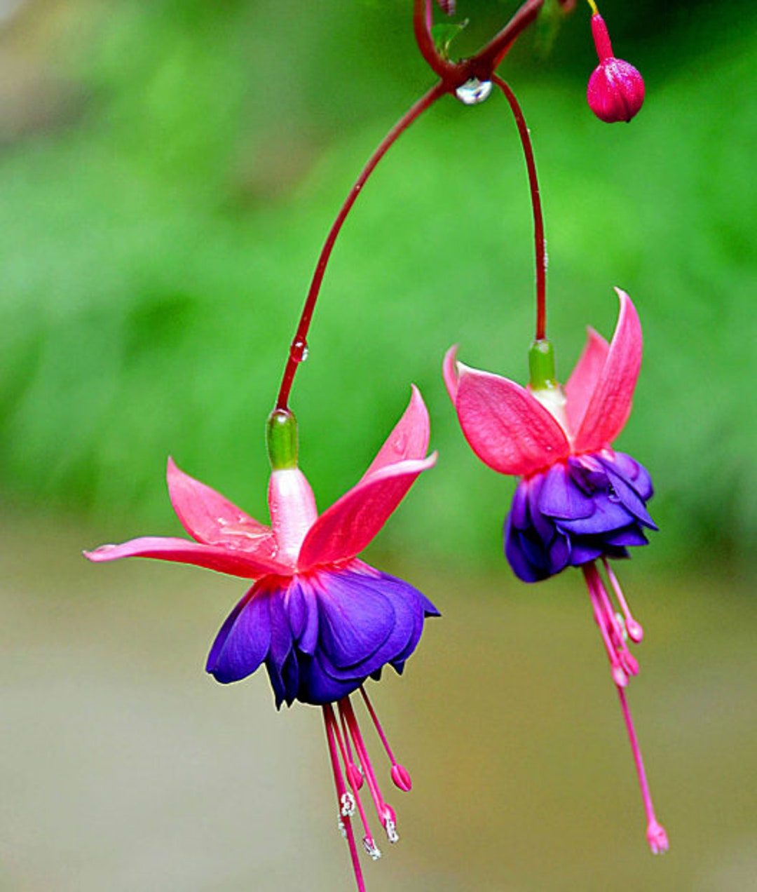 50 Fuchsia Flower Seeds FW95226-22 - Etsy