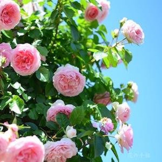 10 Pink CLIMBING ROSE Rosa Bush Seeds GW92001 - Etsy