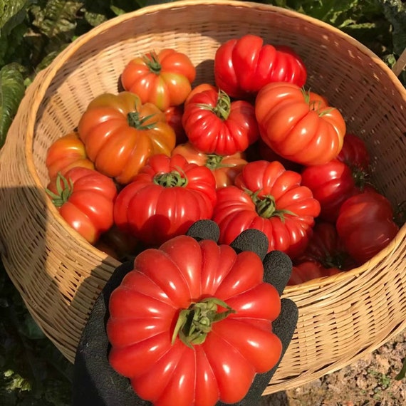 【レッチリとまと】 Red Cherry Tomato | the-clayton-farm