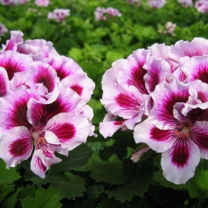 May include: Close-up of two pink and white geranium flowers with dark pink centers. The flowers have ruffled petals and are in full bloom.