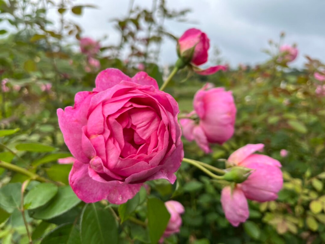 ばら　ｓ 10 ROSE Rosa Flower Seeds BW97001-463 - Etsy