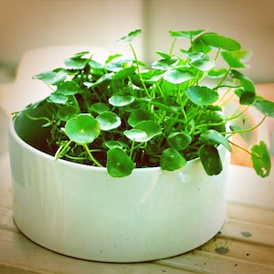 50 Money Plant Copper Coin Plant Lucky Plant Seeds CW92003