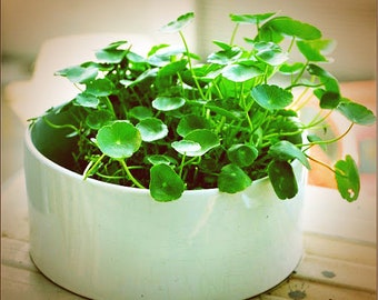 50 Money Plant Copper Coin Plant Lucky Plant Seeds CW92003