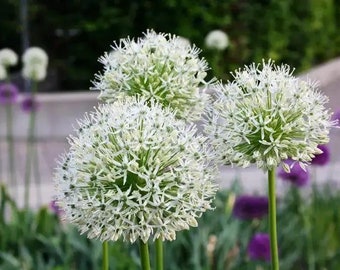 20 Giant Ball Onion Allium Christophii Huge Hardy Perennial Seeds GW91001