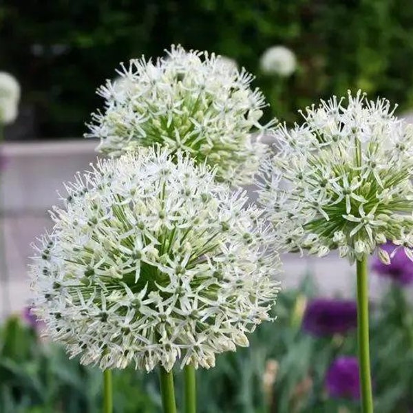 20 Giant Ball Onion Allium Christophii Huge Hardy Perennial Seeds GW91001