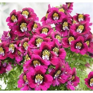 30 Schizanthus Butterfly Flower Seeds EW91007-7