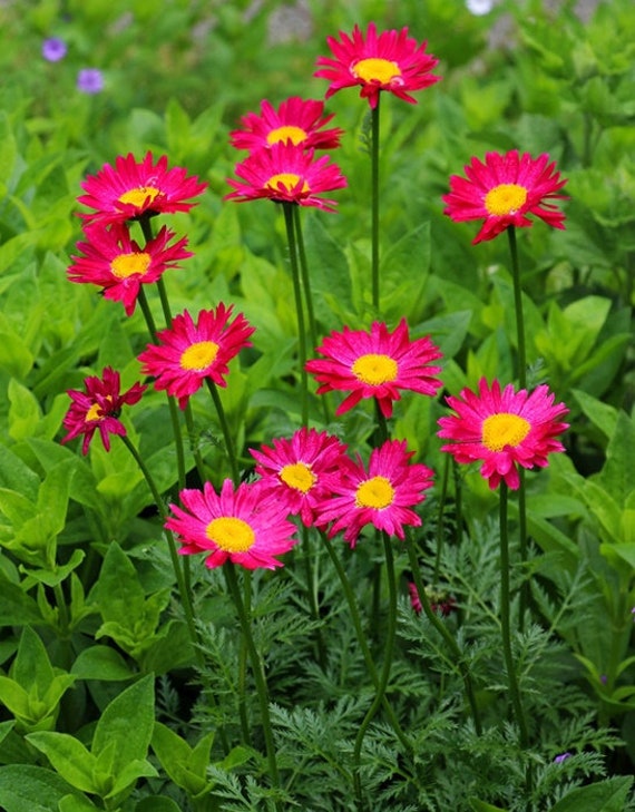 無料クーポン配布 アプリ 30 Robinsons Rose Daisy Pyrethrum Daisies BW91028-6 - Etsy ヘアゴム