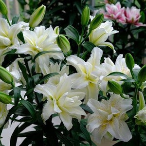2 Rose Lily Flower Bulbs F5213-18