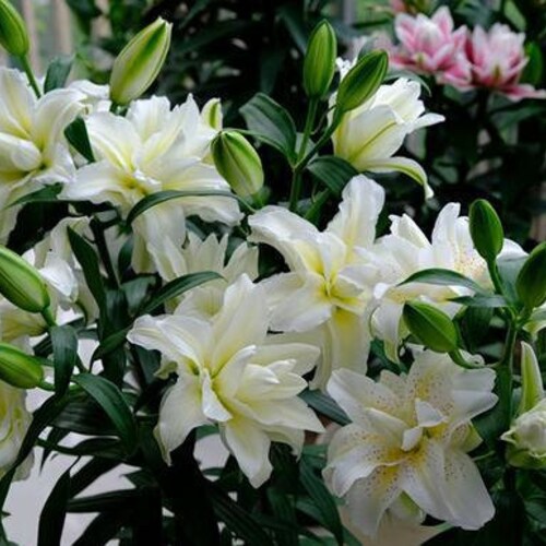 2 bulbes de lys roses F5213-18