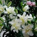 see more listings in the Flower bulbs section