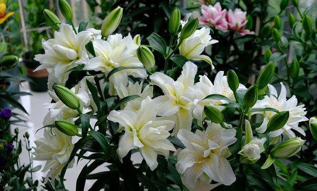 Lilyです VAN ZYVERDEN Lilies Oriental Stargazer Bulbs (Pack of 7