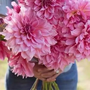 30 Dahlia Pompon Dahlia Tuber Seeds BW91059-2
