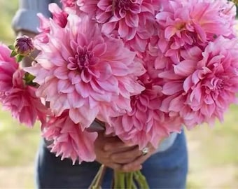 May include: A bouquet of pink dahlia flowers with multiple blooms.