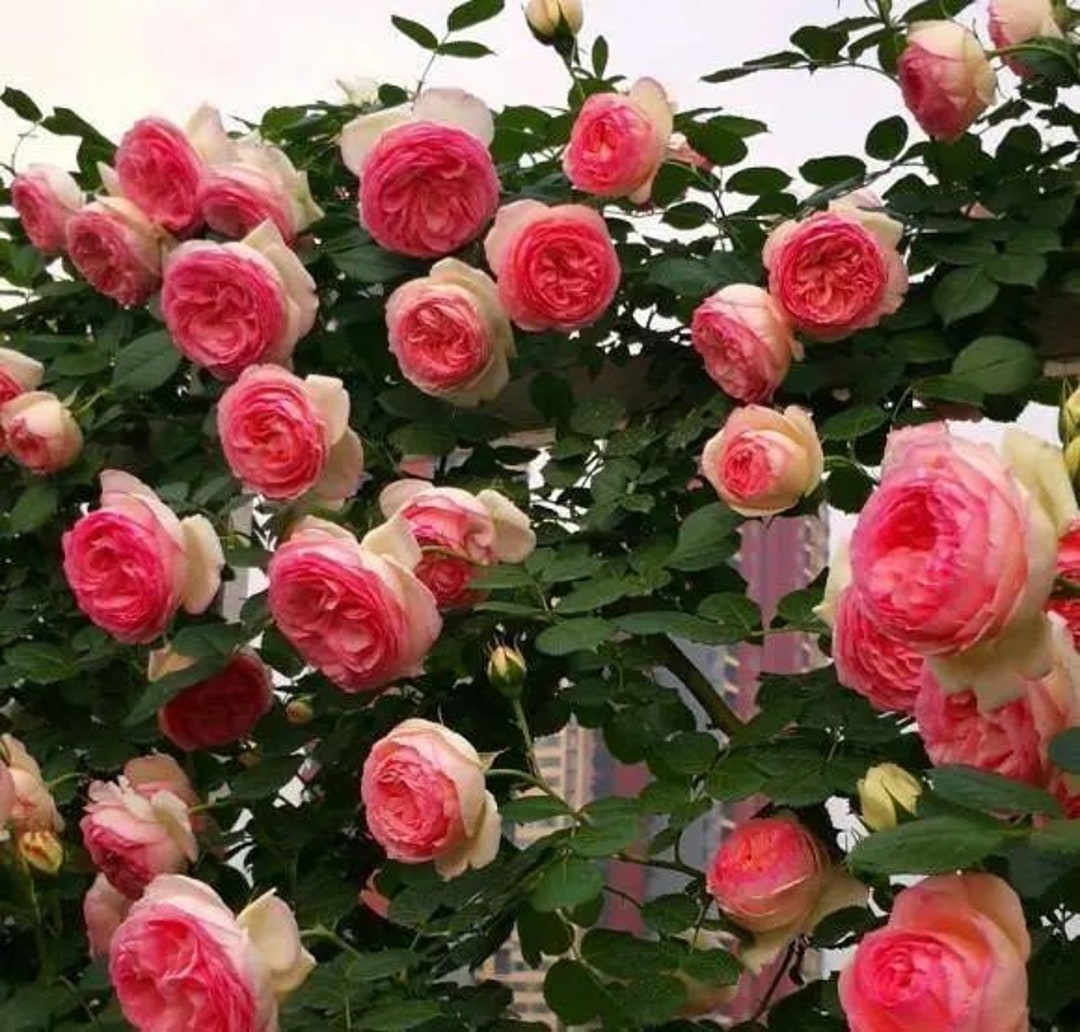 10 Pink CLIMBING ROSE Rosa Bush Seeds GW92006 - Etsy