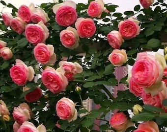 rose pinkページ $_12.JPG?set_id=880000500F