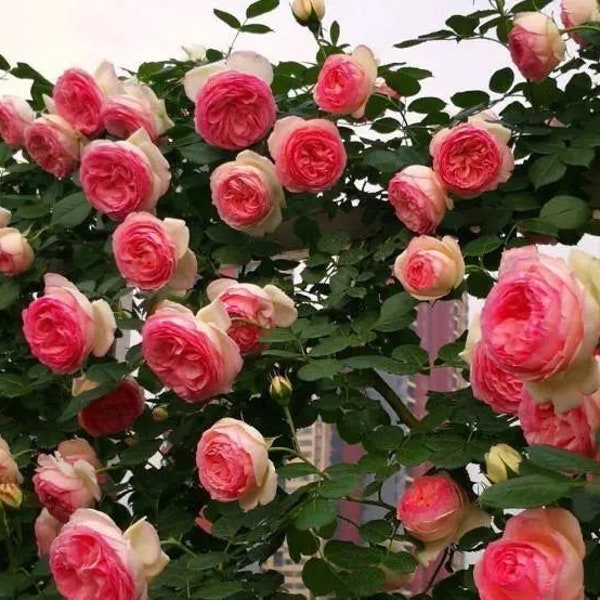 10 Pink CLIMBING ROSE Rosa Bush Seeds GW92006