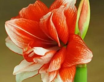 2 Amaryllis Vittata Bulbs FW95210-104