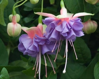 50 Fuchsia Flower Seeds FW95226-23