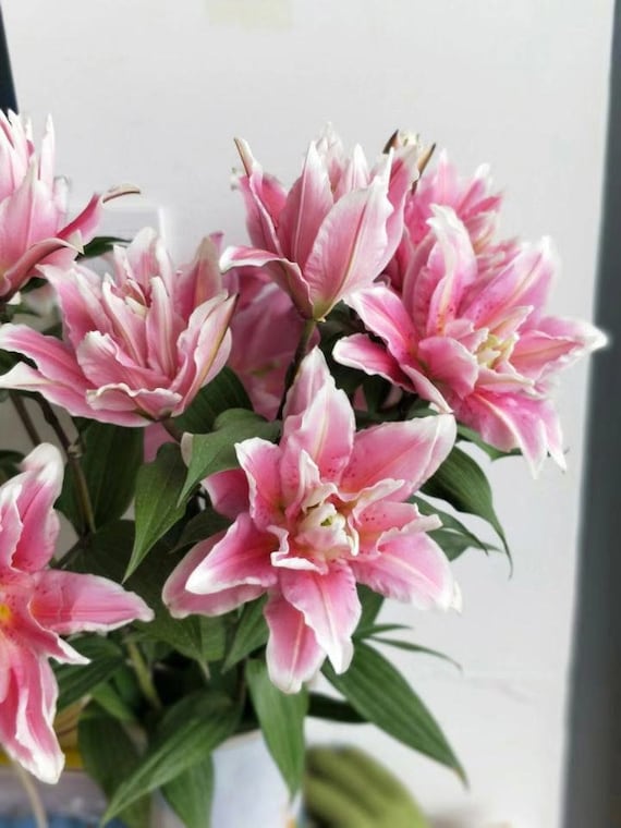 Lilly.rose様 Bright Pink Oriental Lily Bulbs For Sale | Roselily Isabella