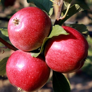 10 Red Apple Tree Seeds CW91045