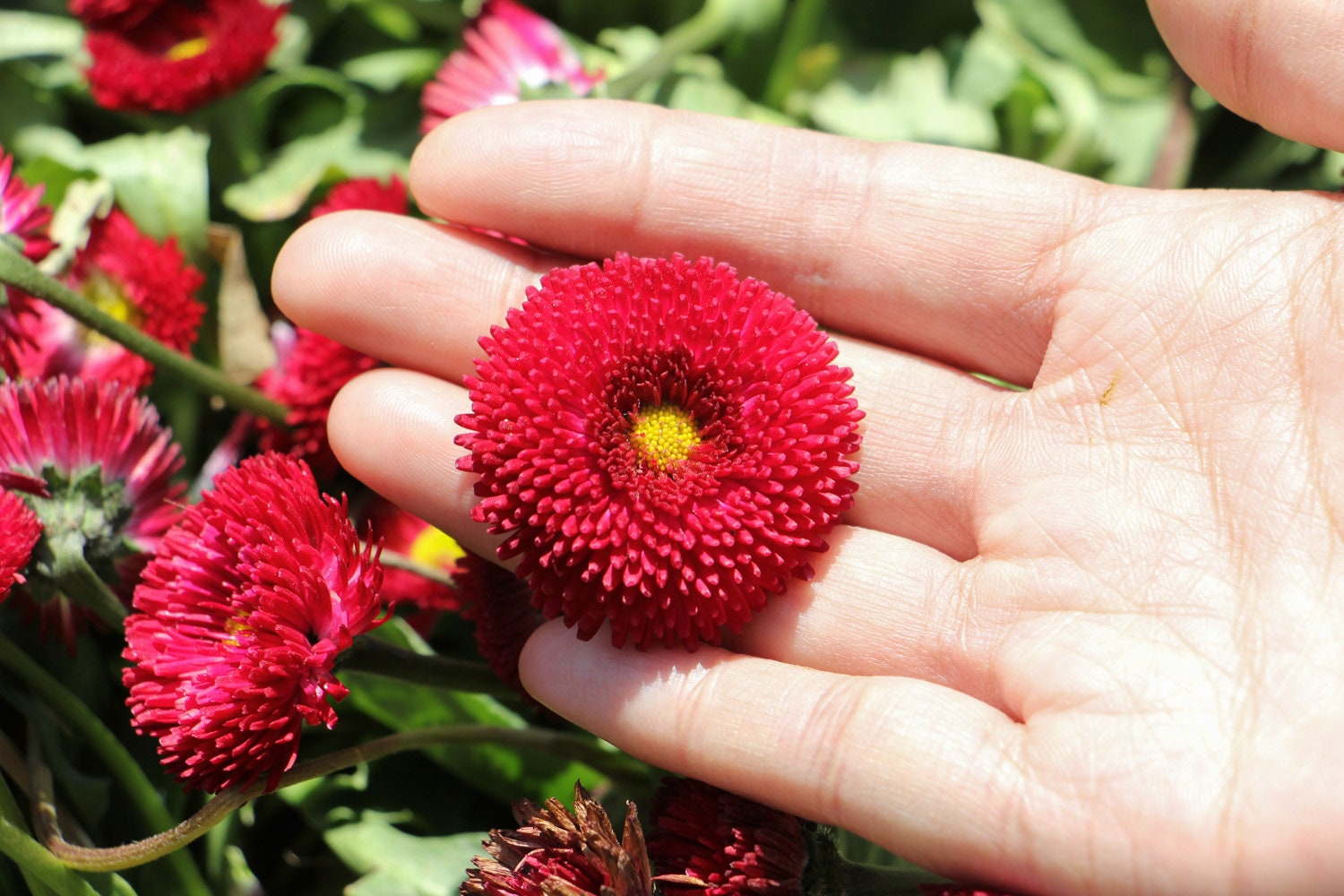 50 English Daisy Double Flower Seeds BW91022 - Etsy