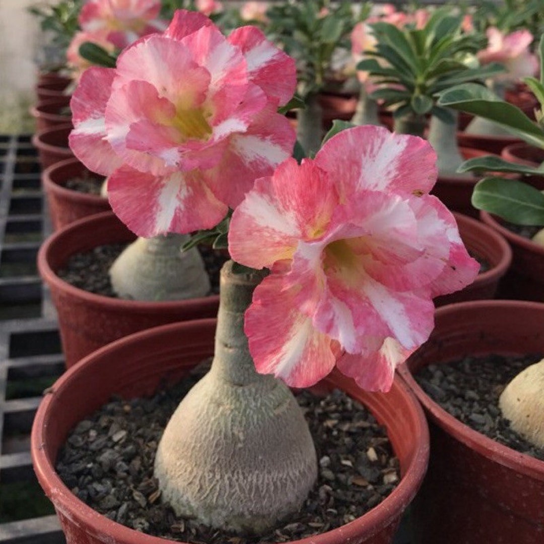 5 Rare Desert Rose Flowers Seeds FW9522773 Etsy