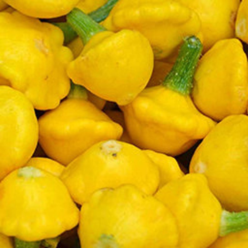 5 Yellow Bush Scallop Summer Squash Heirloom Seeds VW91015 - Etsy