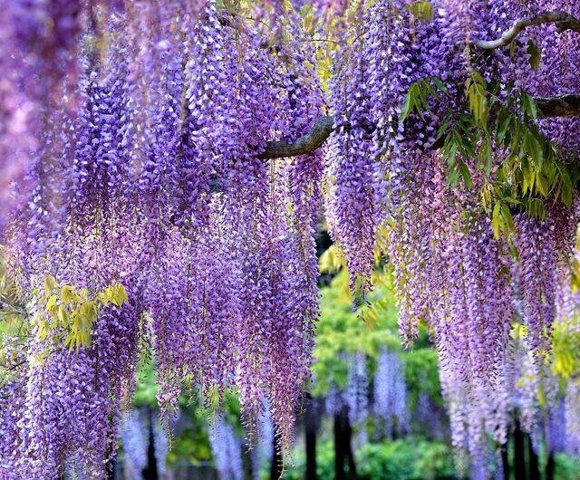 集英社 - wisteria 150 year old wisteria blooms in japan