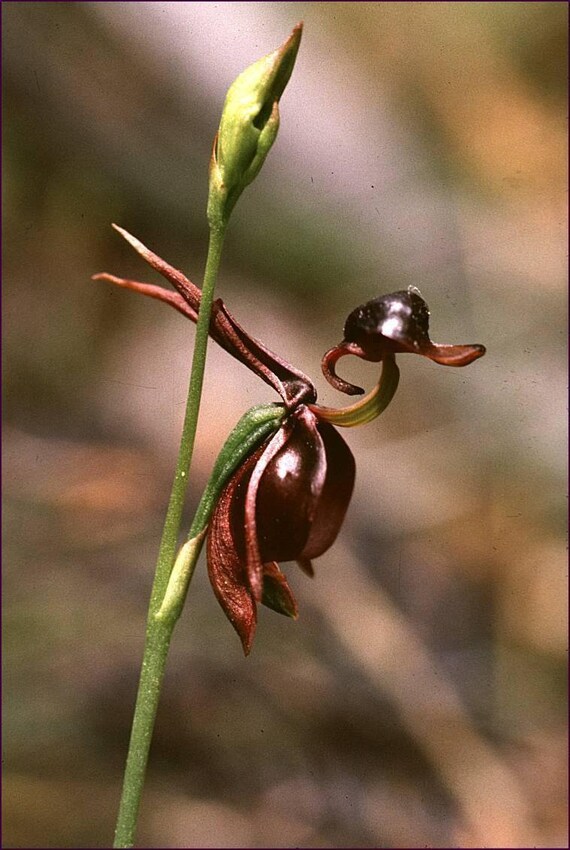 20pcs Flying Duck Orchid Seeds HW93014 - Etsy