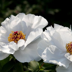 5 Peony Flower Seeds BW95000-1
