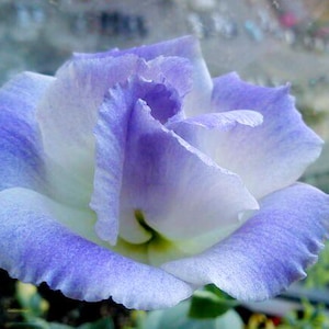 15 lisianthus seeds Artificial Flower Seeds FW2035-968
