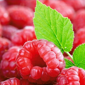 50 Red Raspberry Seeds TW91006