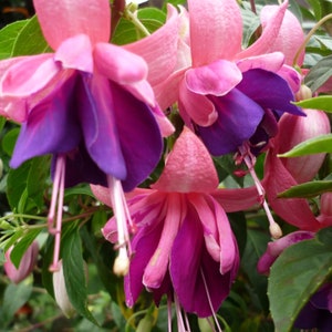 50 Fuchsia Flower Seeds FW95226-9