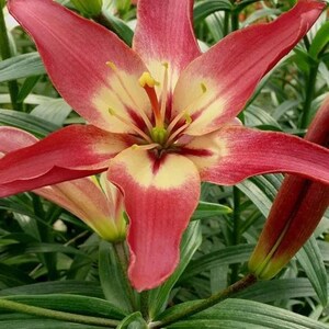 2 Rose Lily Flower Bulbs F5213-58