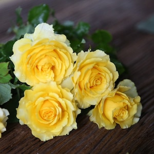 10 Yellow CLIMBING ROSE Rosa Bush Seeds GW92004