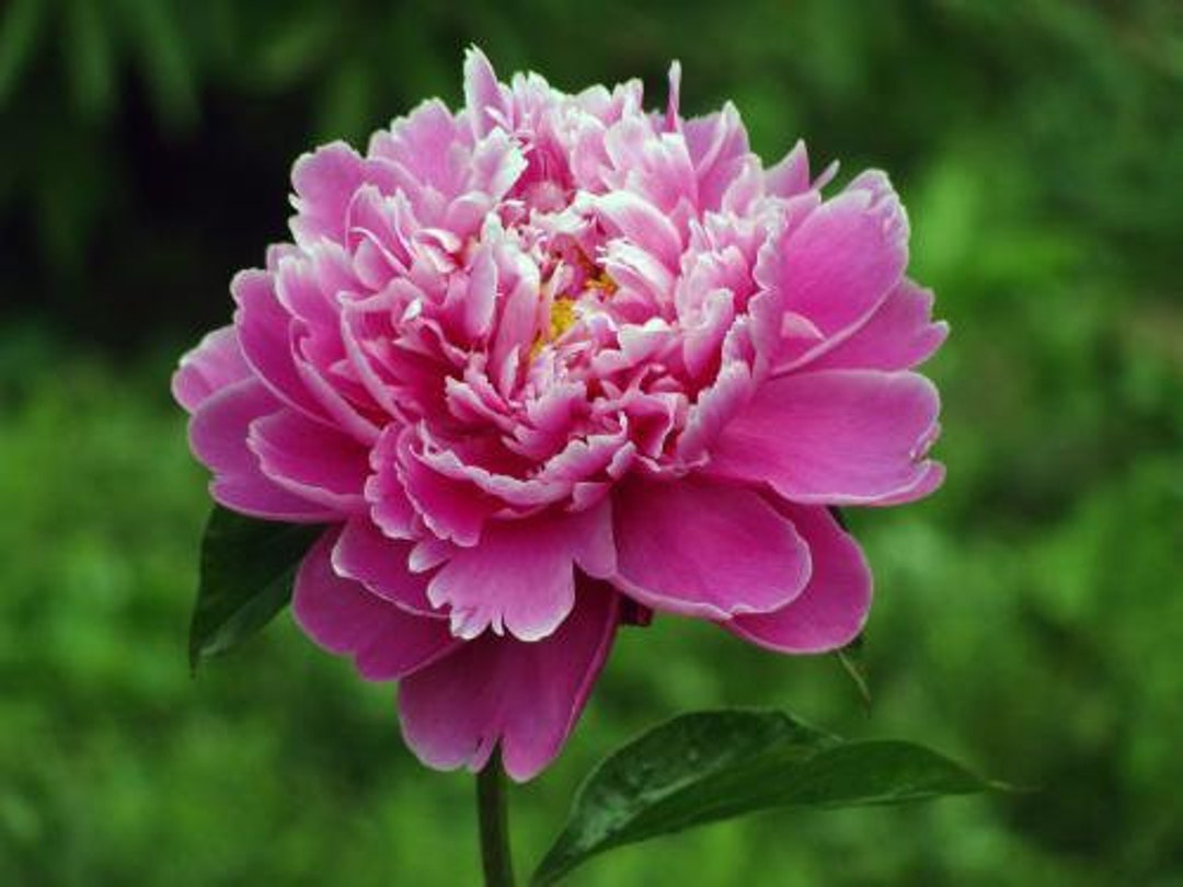 5 Peony Flower Seeds BW991010-196 - Etsy