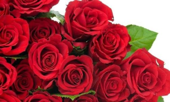 ブラッド・レッド・ローゼズ STEWART,ROD - Blood Red Roses (Shm) - Amazon.com Music