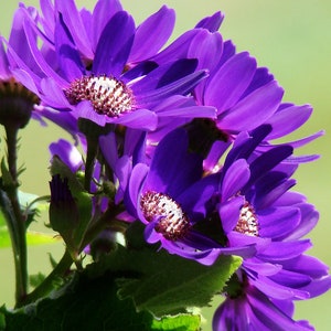 20 Cineraria Flower Seeds EW91005-30