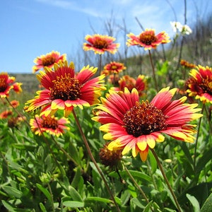 30 Indian Blanket Flower Seeds BW91008