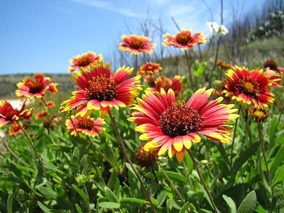 Indian blanket seeds deals