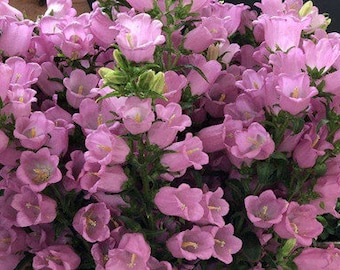 30 Bellflower Seeds Campanula Medium FW95211-2