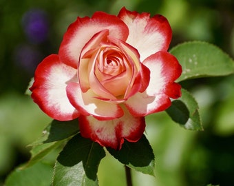 Roséページ 10 Rose Rosa Flower Seeds HW96109-510 - Etsy