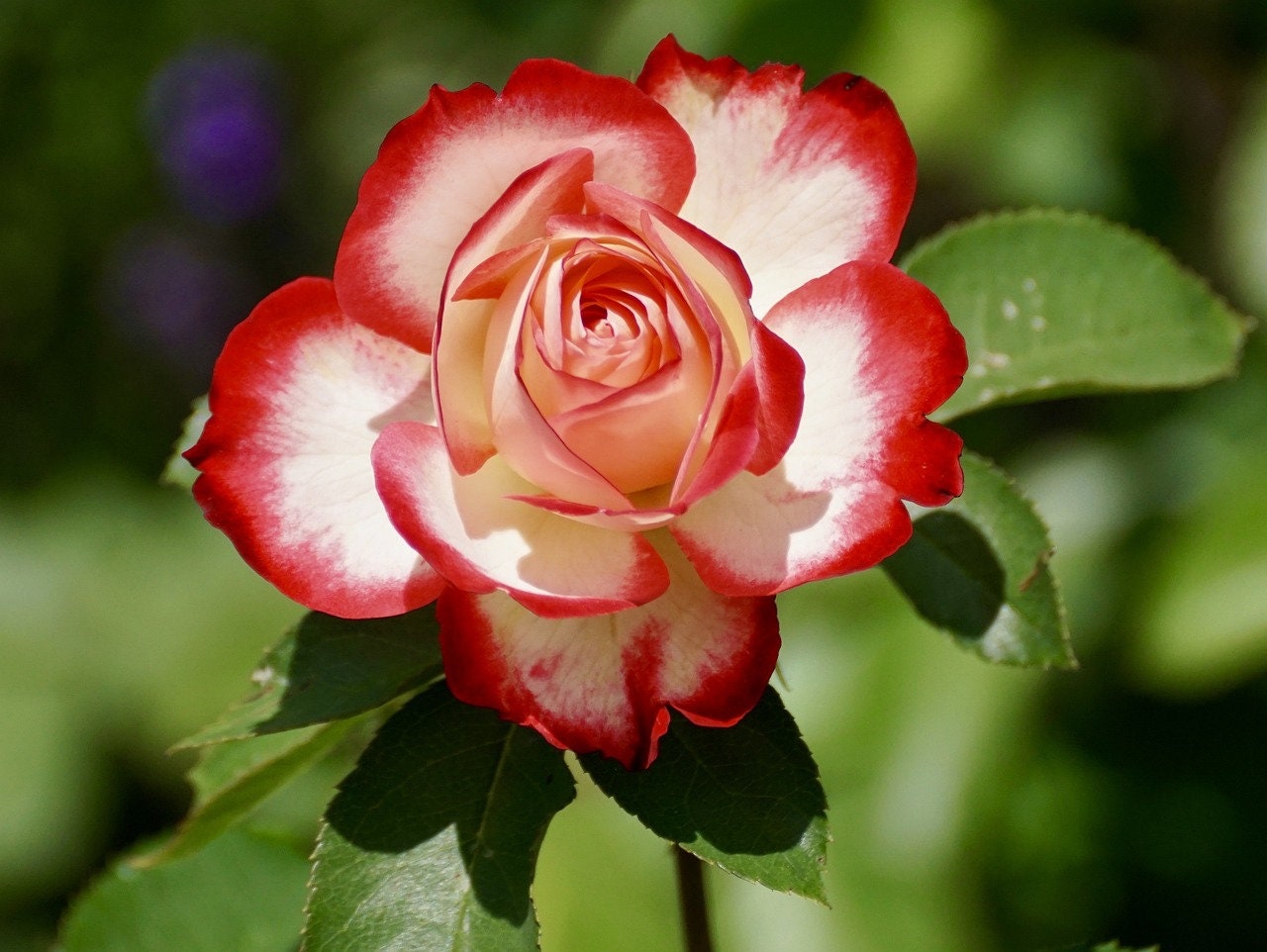 rose♤rose 10 Rose Rosa Flower Seeds HW96109-510 - Etsy