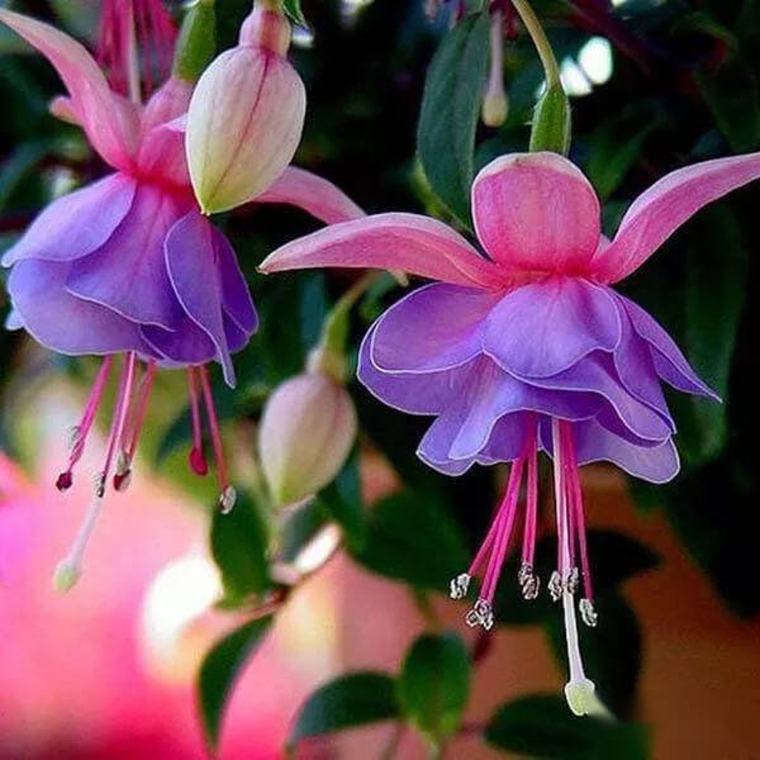 50 Fuchsia Flower Seeds FW95226-21 - Etsy