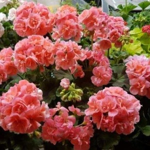 30 Geranium Seeds Pelargonium Seeds HW96205-18