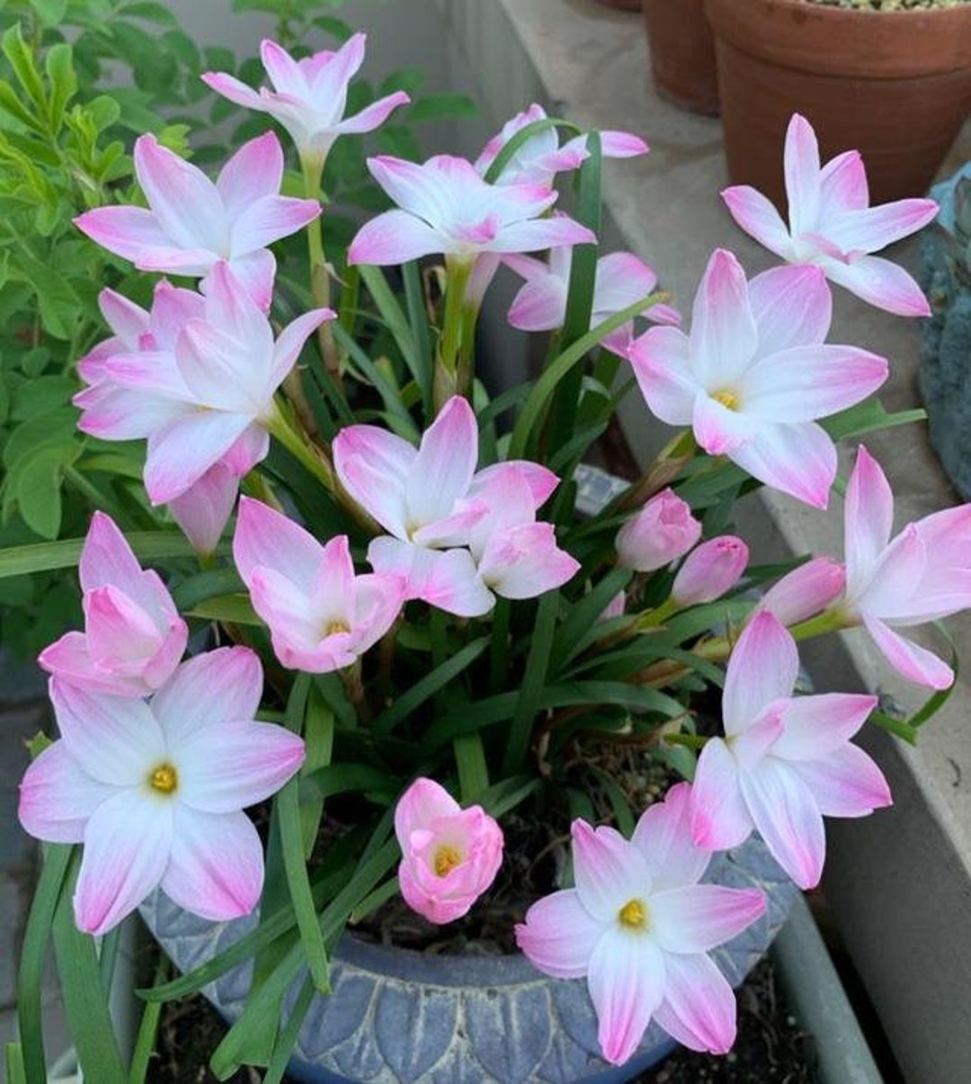 lilly❤︎‬ $_57.JPG