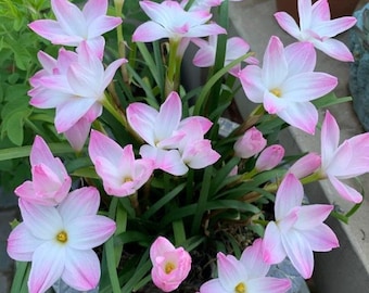 2  Rain Lily Bulbs TW91030-10